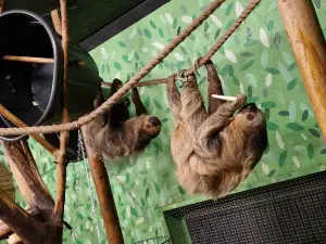 Amazon World Zoo