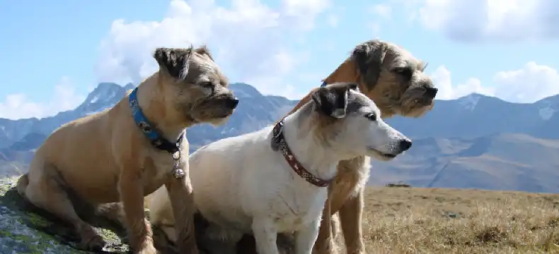 ベルヴァルトのホテル