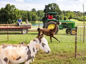 Carrigan Farms