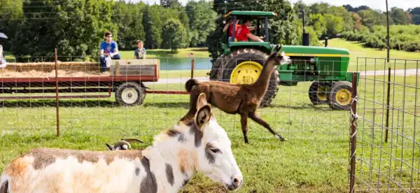 Iredell County