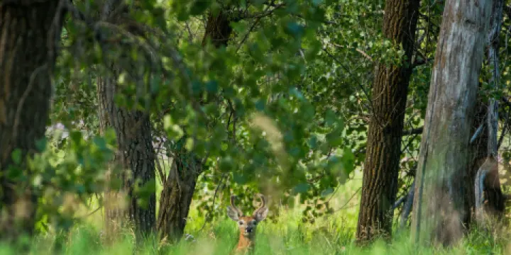 Helen Schuler Nature Centre