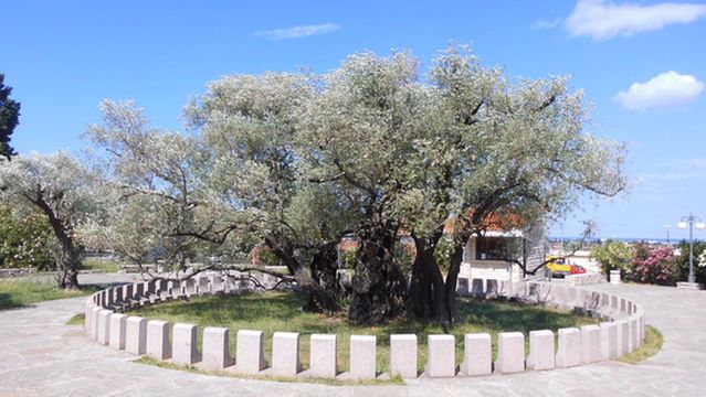 Old Olive Tree