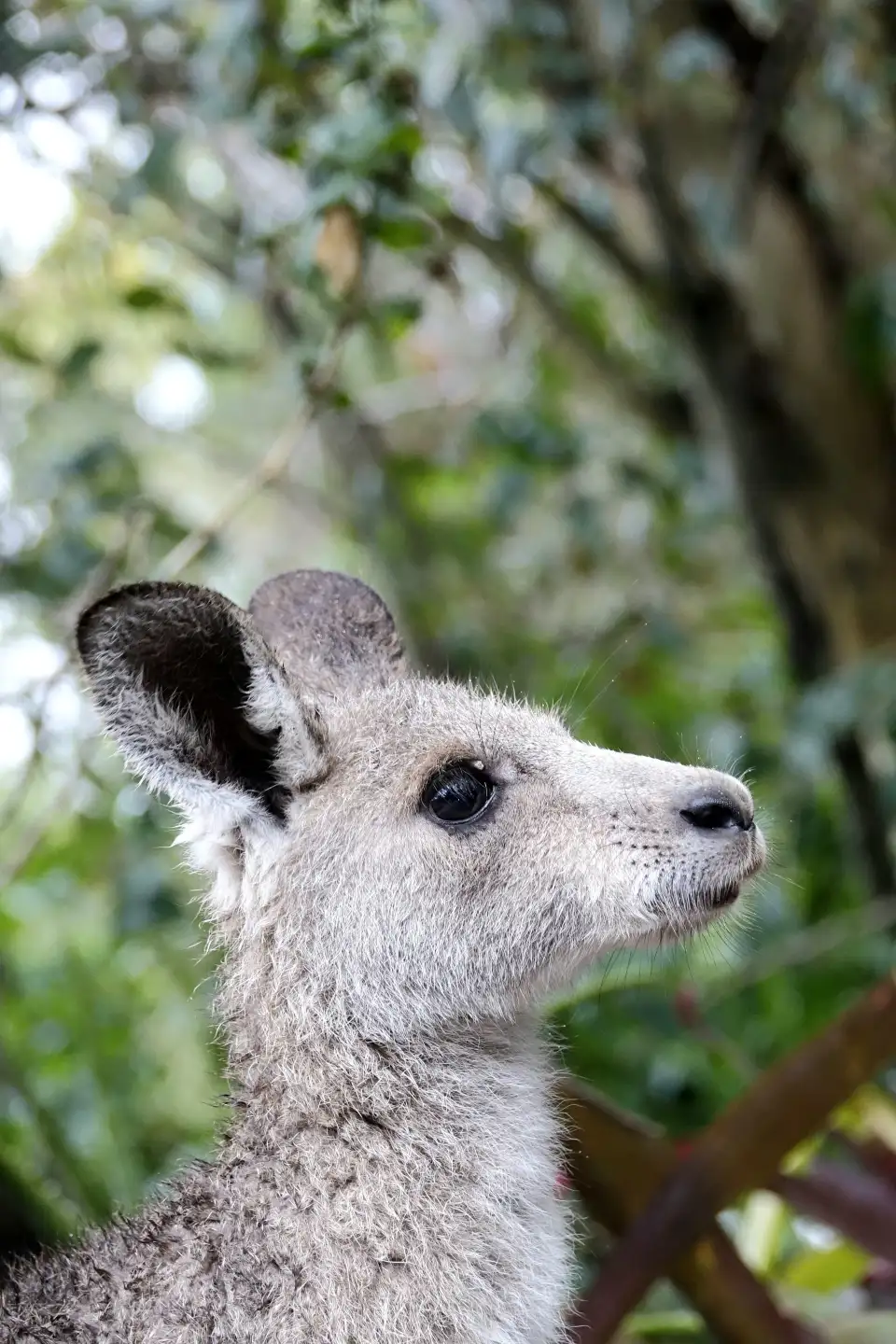 3_Horizons Kangaroo Sanctuary - Camp Ground