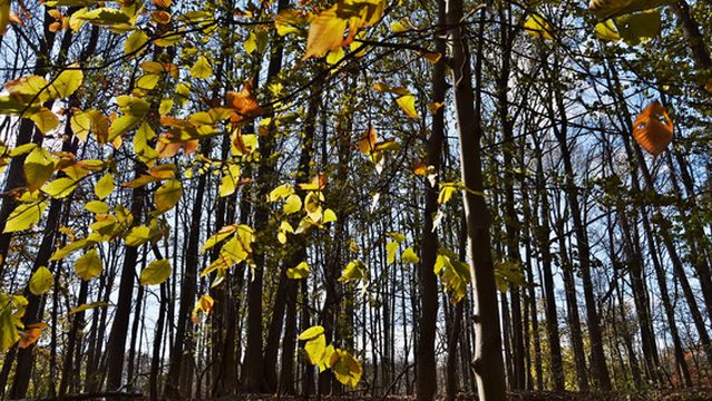 Marshlands Conservancy