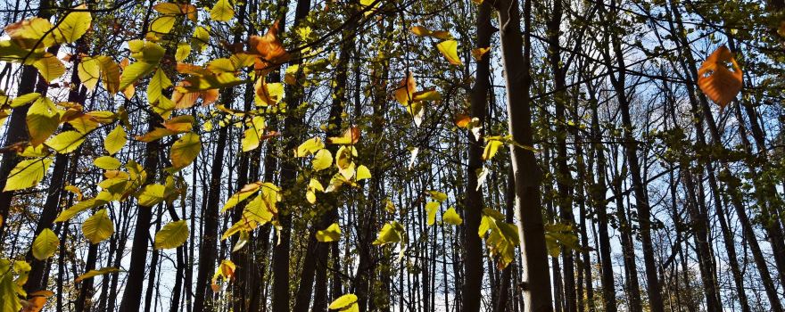 Marshlands Conservancy