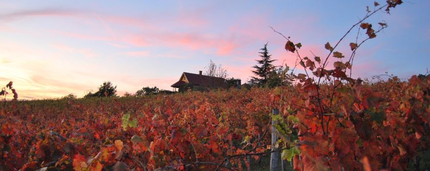 Bussay Winery