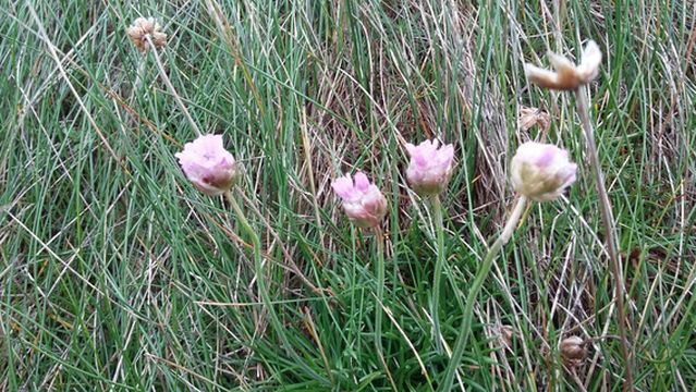 Rinagree Coastal Park