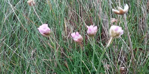Rinnagree Coastal Park