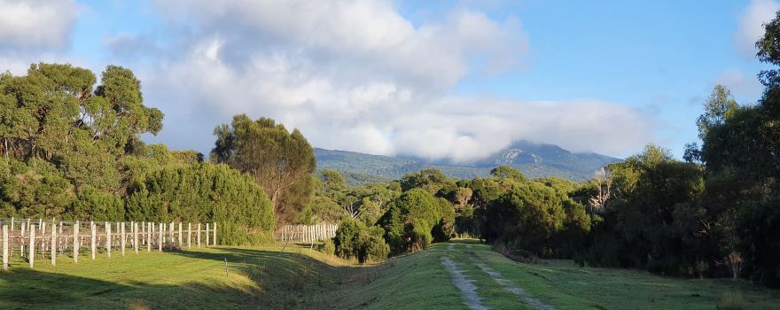 Unavale Vineyard