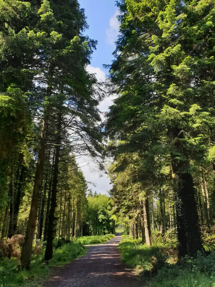 Hotels near Logwood Plant Centre