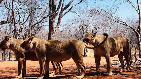 Mukuni Big Five Safaris