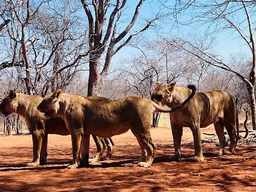 Mukuni Big Five Safaris