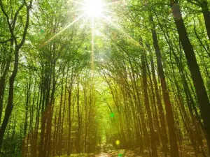YOUness WELLness Clinic & Retreat