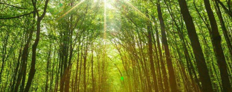 YOUness WELLness Clinic & Retreat