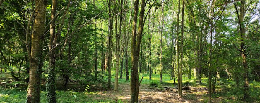 Bosco della Besozza