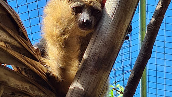 zanzibar kilosas conservation