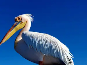 Walvis Bay Lagoon