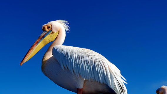 Walvis Bay