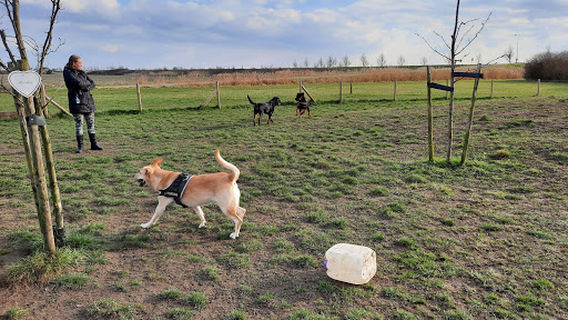 Honden speelveld Oud Vossemeer