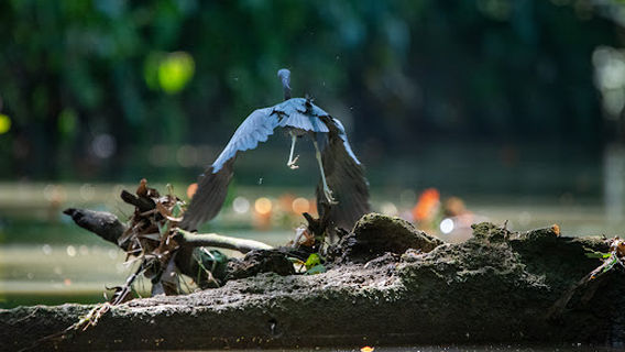 Iki.dreams Cahuita