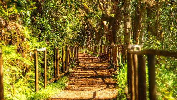 Pico das Pedras