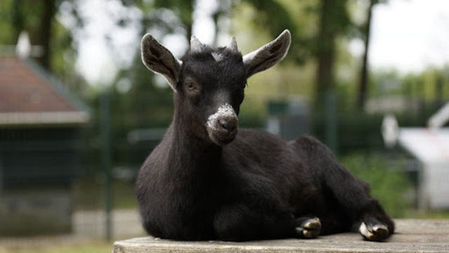 Kinderboerderij Jong Leven