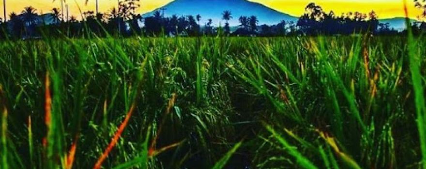 Balai Hilir. Koto Laweh