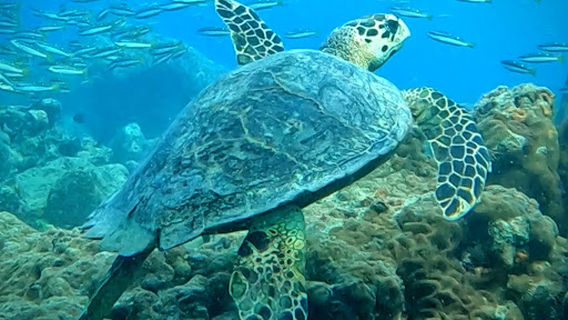 Scubayogi Dive Centre