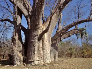 The Big Tree (Victoria Falls)