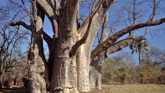 The Big Tree (Victoria Falls)