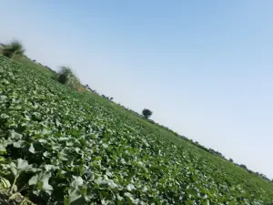 Municipality Park میونسپل پارک