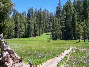 Grizzly Giant