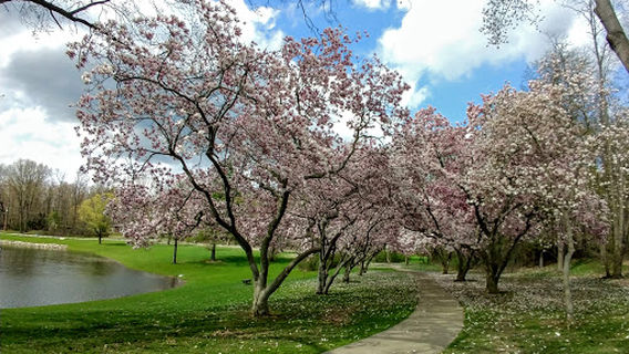 Memorial Park