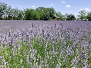Lavanda Paicu