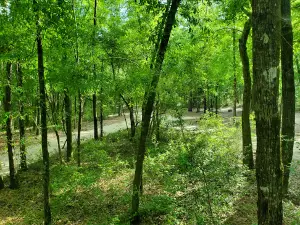CampOut Alabama