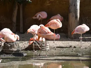 Bioparc de Doué-la-Fontaine