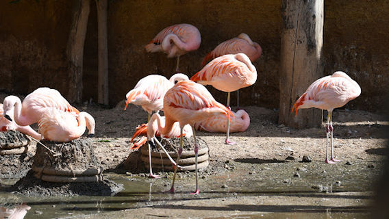 Bioparc de Doué-la-Fontaine