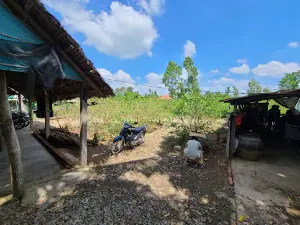 My Khanh black berries garden