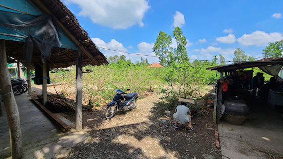 My Khanh black berries garden