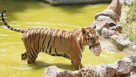 Gaziantep Hayvanat Bahçesi Binicilik