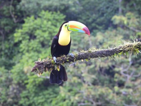 Monteverde Night walk Finca Lantana