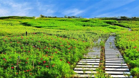 Honghu Jinwan Flower Sea