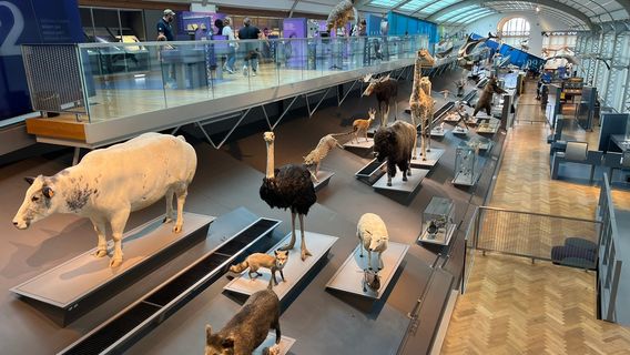 Royal Belgian institute of Natural Sciences