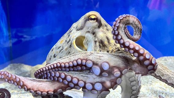 Aquaworld Aquarium & Reptile Rescue Centre