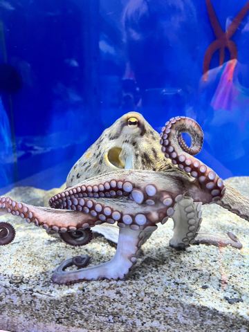 Aquaworld Aquarium & Reptile Rescue Centre