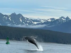 Cross Sound Express Whale Watching