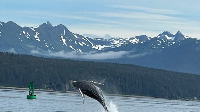 Cross Sound Express Whale Watching