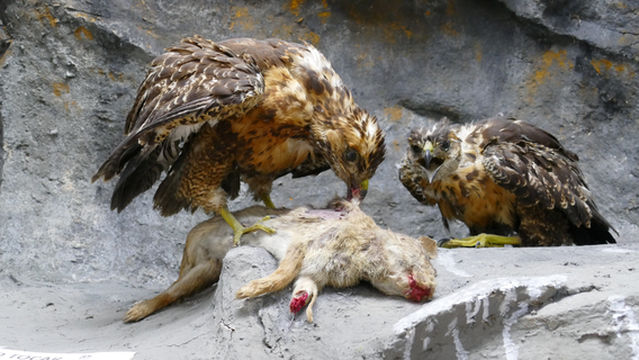 Natural History Museum University of Cauca