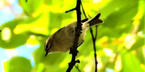 Red Oak Nature Center