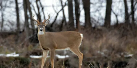 Stone State Park